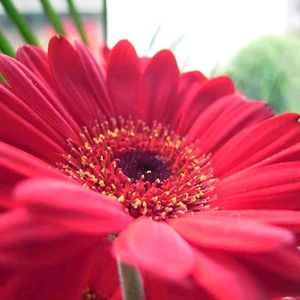 Meet your Posher, Carmen